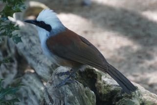 Garrulax leucolophus diardi - Diards Weißhaubenhäherling (Siam-Weißhaubenhäherling, Weißbauch-Haubenhäherling)